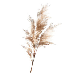 Light beige dried pampas grass