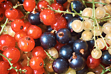 White currant, red currant and black currant. Close-up