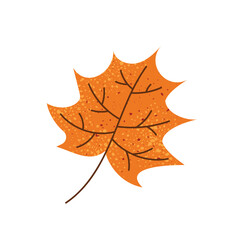 Orange maple autumn leaf. Vector illustration isolated on white background.