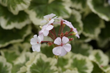 Pelargonium ,Mrs. Mappin, plant. Geraniaceae family. Hanover Berggarten, Germany.