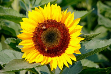 sunflower in the garden