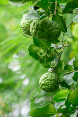 Fototapeta premium Bergamot, Fresh green bergamot fruit hanging from branch. bergamot tree garden and healthy food concept, group of bergamot,Bergamot medicinal plants with many