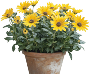 Osteospermum Ecklonis Daisy plant with vibrant yellow flowers blooming in a rustic terracotta pot on transparent background