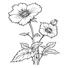 Ageratum line art delicate flowers natural beauty elegant