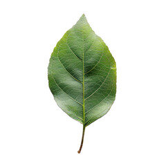 Obraz premium Close-up of a vibrant green leaf (6)