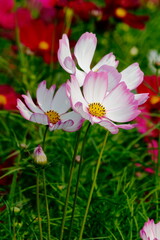 Fototapeta premium field of poppies