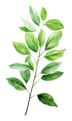PNG Floral green leave illustration watercolor leaves.