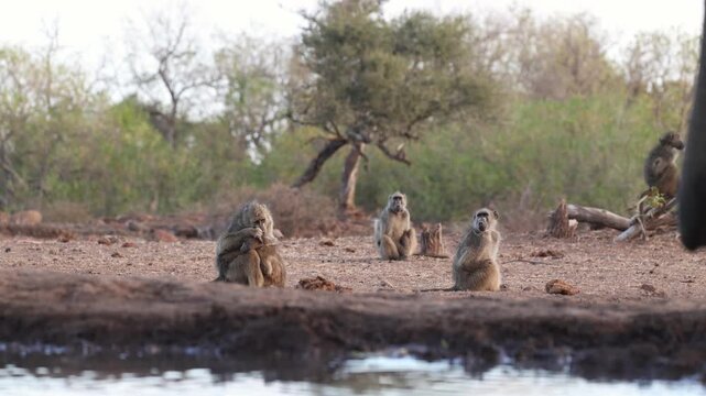 A troop of Chacma baboon is sitting in the background and feeding while an African elephant's trunk appears in the foreground to drink from a waterhole. Filmed from a low angle.