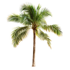 Tropical palm tree, vibrant green fronds, tall trunk