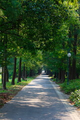 Fototapeta premium path in the park