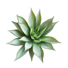 Detailed illustration of a succulent plant.  Light-green, star-shaped rosette.  Sharp, defined edges.  Studio shot, isolated on black
