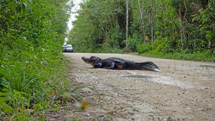 Alligator crossing dirt road in national park