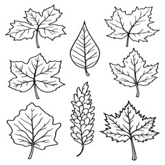Obraz premium autumn leaf line art; minimal clean smooth organic shapes