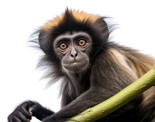 Obraz premium PNG Wildlife monkey animal mammal.
