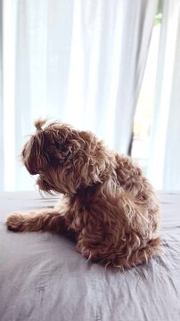 Small white dog scratching around collar or harness &mdash; natural pet behavior at home.