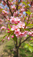 Obraz premium Wide Angle Spring Nature background with cherry flowers, photo. White tone