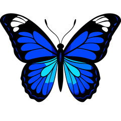 butterfly vector illustration