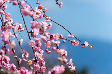 青空に映えるピンクの梅の花