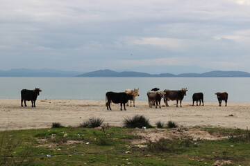 Cows on a serene lakeside beach in Koronisia, Ambracian Gulf, Epirus, Greece