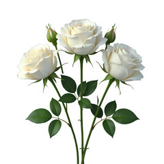 White Roses in Full Bloom with Transparent Background, 3D Realism Design Element