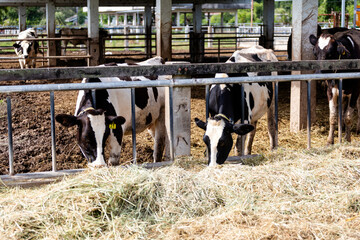 dairy cows feeding on hay inside a barn or cattle shed. The cows are seen through with  . The ...