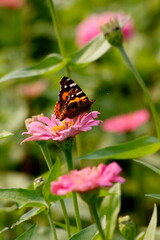 butterfly on flower