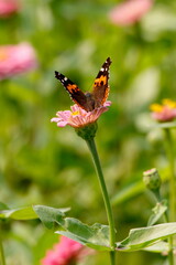butterfly on flower