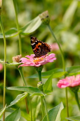 butterfly on flower