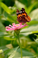 butterfly on flower