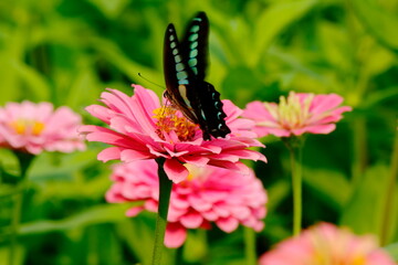 butterfly on flower