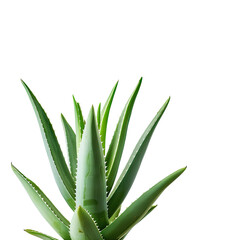 Obraz premium Close-up of aloe vera plant. Healthy, vibrant green leaves, pointed tips, isolated on black
