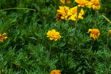 夏の日差しを浴びるマリーゴールドの花
