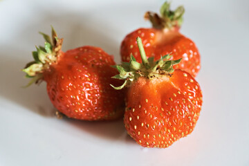 Freshly picked strawberries on a white plate. Selective focus. Rural produce, organic berry