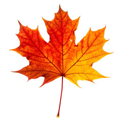 Vibrant red and orange maple leaf in autumn