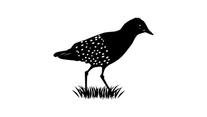 White-spotted Flufftail bird, black isolated silhouette