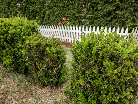 A withered, poorly maintained boxwood hedge, with a boxwood moth