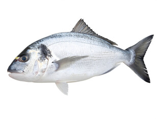 Obraz premium A striking silver fish with a dark dorsal fin and tail, isolated on a bright white background.
