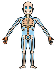 Fototapeta premium Human Skeletal System Diagram – Educational Medical Anatomy Illustration
