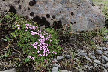 pretty pink flowers of the moss campion growing on rocky soil in the Icelandic tundra