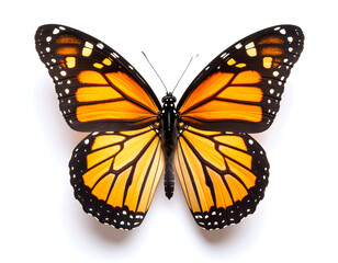 Fototapeta premium Beautiful monarch butterfly with striking orange and black wings isolated on a bright white background