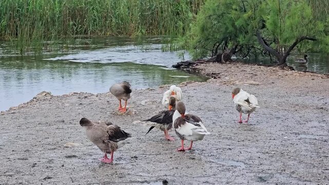 Wild ducks by the crystal clear Azmak River in Akyaka, surrounded by reeds and serene nature, Turkey