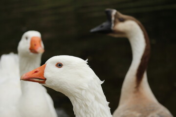Close-Up of White Domestic Geese with Orange Beaks and Blurred Brown Goose in Background – Portrait Shot of Farm Birds in Natural Light