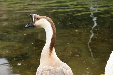 Close-Up of Brown Chinese Goose by the Water – Elegant Domestic Waterfowl Profile with Graceful Neck and Unique Beak in Natural Pond Setting – Perfect for Nature, Wildlife, or Farm Themes