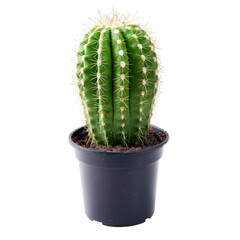 Small, vibrant green cactus in dark pot