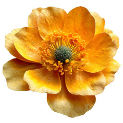 Elegant golden anemone flower on transparent background, a delicate floral beauty