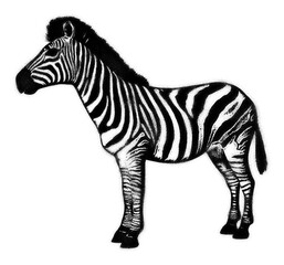 Zebra spray paint stencil isolated on transparent background