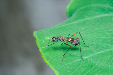 Tiny stilt-legged fly standing on vibrant green leaf