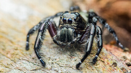 Hyllus giganteus spider standing on tree branch