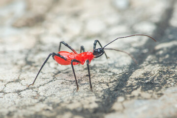 Red assassin bug walking on a rock: close-up of an insect