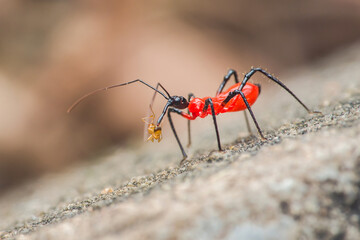 Red assassin bug carrying prey on a rock